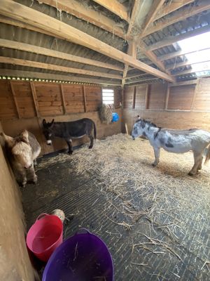 Donkeys  at Hopefield Animal Sanctuary - Max's Cafe in Brentwood