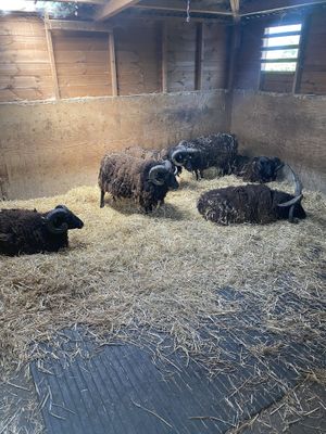 Sheep  at Hopefield Animal Sanctuary - Max's Cafe in Brentwood