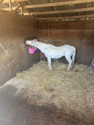 Minnie the pony  at Hopefield Animal Sanctuary - Max's Cafe in Brentwood