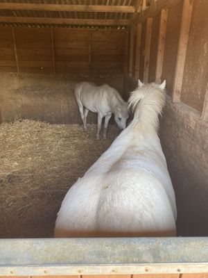 Angelica and Leo the ponies  at Hopefield Animal Sanctuary - Max's Cafe in Brentwood