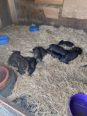 Cookie the pig and her babies  at Hopefield Animal Sanctuary - Max's Cafe in Brentwood