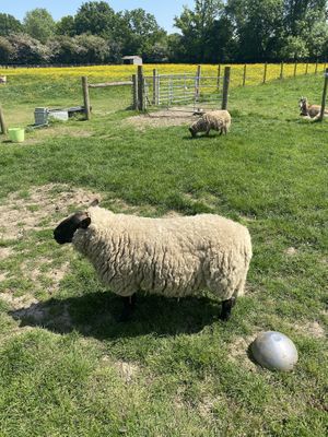 Sheep  at Hopefield Animal Sanctuary - Max's Cafe in Brentwood
