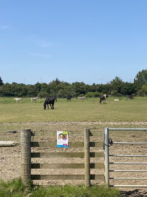 Horses in the field  at Hopefield Animal Sanctuary - Max's Cafe in Brentwood