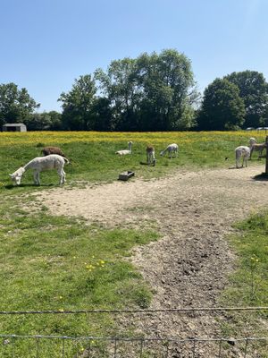 Alpacas  at Hopefield Animal Sanctuary - Max's Cafe in Brentwood