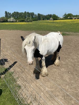 Horse  at Hopefield Animal Sanctuary - Max's Cafe in Brentwood