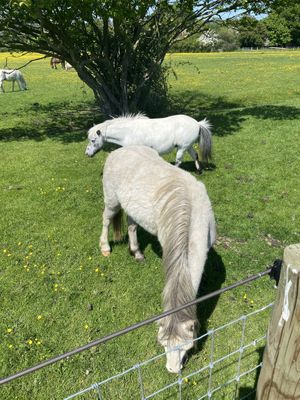 Horses  at Hopefield Animal Sanctuary - Max's Cafe in Brentwood