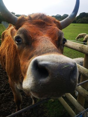  at Hopefield Animal Sanctuary - Max's Cafe in Brentwood