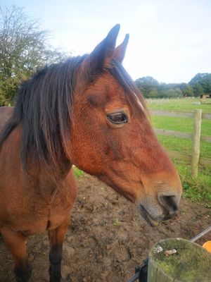  at Hopefield Animal Sanctuary - Max's Cafe in Brentwood