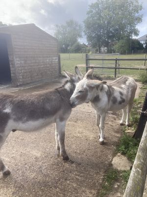   at Hopefield Animal Sanctuary - Max's Cafe in Brentwood