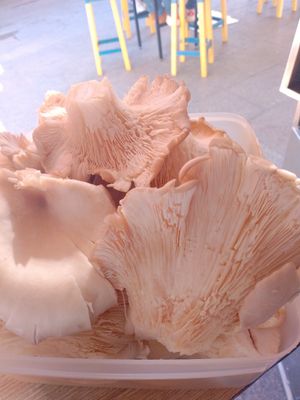 Materia prima. Futuras setas en tempura at Las Niñas Veganas in Cadiz