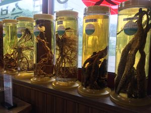 Herb displays in window at Jeombongsan Sanchae in Sokcho