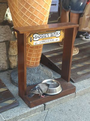 Doggy (and pigeon) bar at Fabbrica del Gelato in Vigo