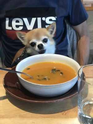 Super pet friendly 🐾🐾❤️ at Kind Kitchen in Porto