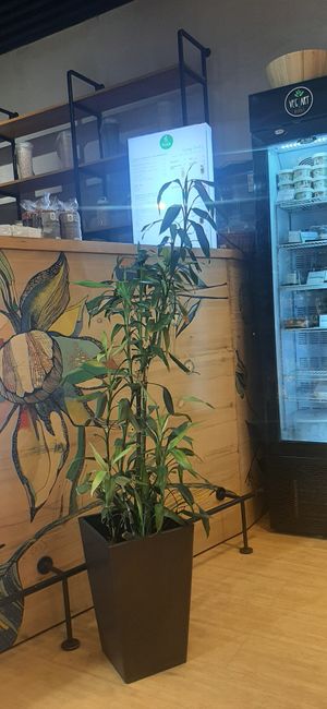  at Foody lohas Cafe in Ulaanbaatar