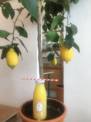 L’eau de coco at Bojus in Paris