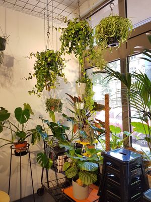 Viele schöne Pflanzen at OFOF Cafebar in Offenbach