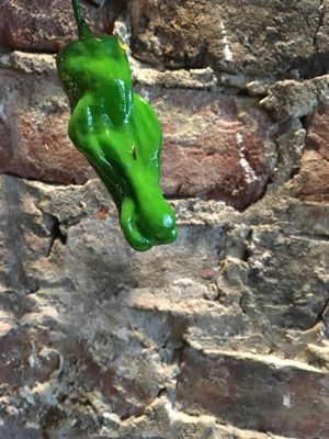 Shishito Pepper at Hinodeya Ramen - Downtown in San Francisco