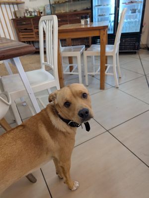 A regular doggie customer! at Blended in Cape Town