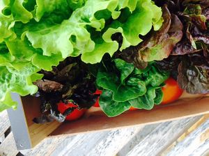 Our organic vegetables slow food and 0 Km at Vita Organica Slow Food & Liv (-ing) in Busturia