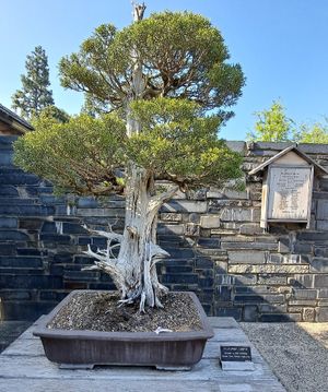 Bonsai at The Huntington Rose Garden in San Marino