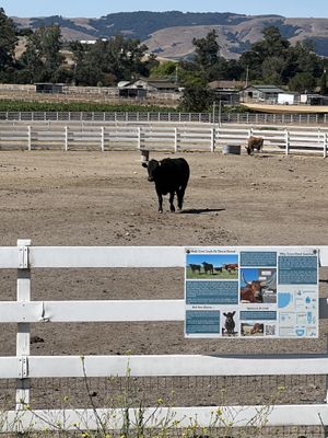   at Charlie's Acres Farm Animal Sanctuary in Sonoma