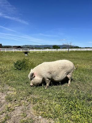   at Charlie's Acres Farm Animal Sanctuary in Sonoma
