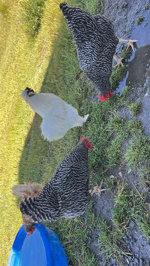   at Charlie's Acres Farm Animal Sanctuary in Sonoma