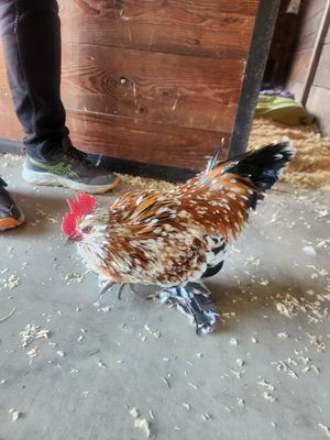 Ralph the rooster at Charlie's Acres Farm Animal Sanctuary in Sonoma