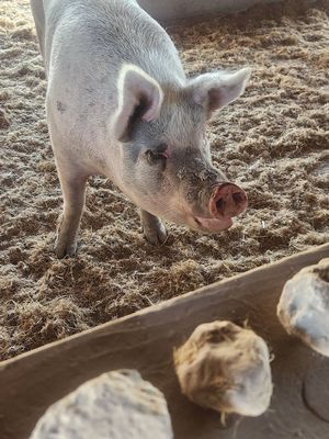  at Charlie's Acres Farm Animal Sanctuary in Sonoma