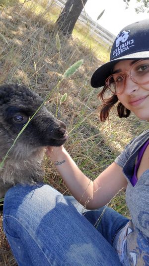 Sweet blind lamb named Mira. at Charlie's Acres Farm Animal Sanctuary in Sonoma