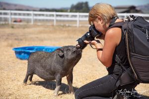 Saigo, rescued from Puerto Rico after hurricane Maria at Charlie's Acres Farm Animal Sanctuary in Sonoma