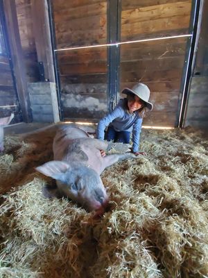 Piglets looooovvveee belly rubs at Charlie's Acres Farm Animal Sanctuary in Sonoma
