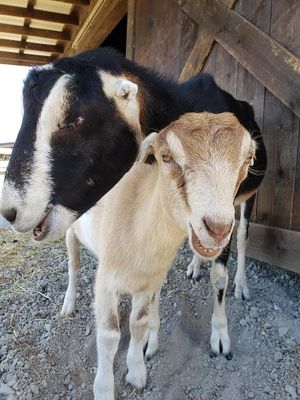 Rescued from the dairy industry, Ginger and Mary Ann at Charlie's Acres Farm Animal Sanctuary in Sonoma