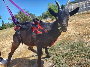 Physical therapy with a special needs baby goat at Charlie's Acres Farm Animal Sanctuary in Sonoma