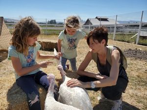 Making friends with turkeys at Charlie's Acres Farm Animal Sanctuary in Sonoma
