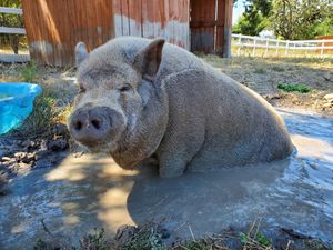 Mud bath! at Charlie's Acres Farm Animal Sanctuary in Sonoma