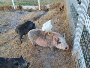 Chickens riding potbelly pigs! at Charlie's Acres Farm Animal Sanctuary in Sonoma