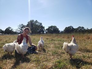 Roosters! at Charlie's Acres Farm Animal Sanctuary in Sonoma