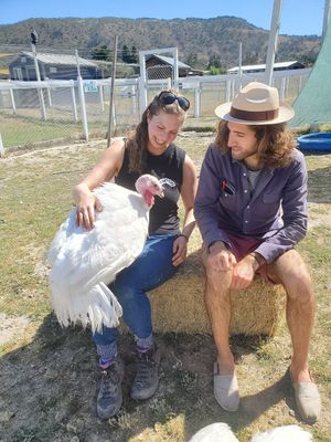 Mei Li the lap turkey at Charlie's Acres Farm Animal Sanctuary in Sonoma