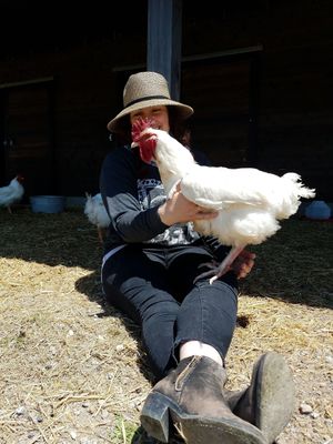 Friendly roosters at Charlie's Acres Farm Animal Sanctuary in Sonoma