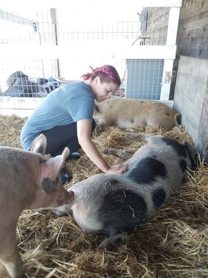 Belly rubs! at Charlie's Acres Farm Animal Sanctuary in Sonoma