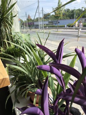 View at Rohe in Tallinn