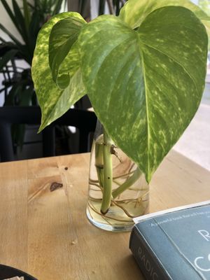 A plant cutting growing roots 😍  at Rohe in Tallinn