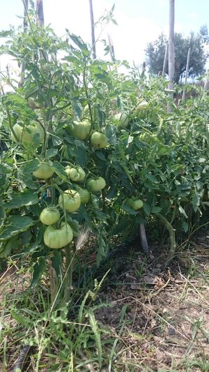 Tomate  at Quinta das Lameiras in Tomar