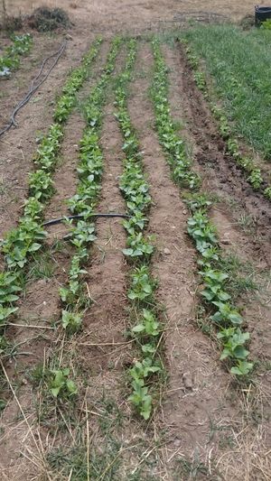 Feijão  at Quinta das Lameiras in Tomar