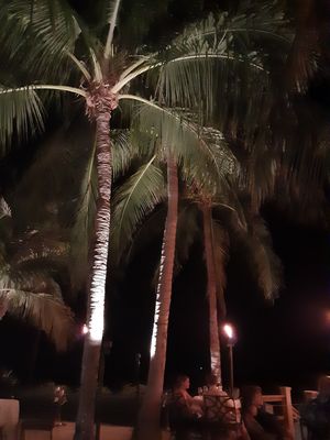 Excellent ambiance at Latitudes in Key West