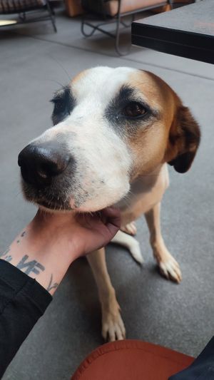 Doggo at OMM INN in Eskisehir