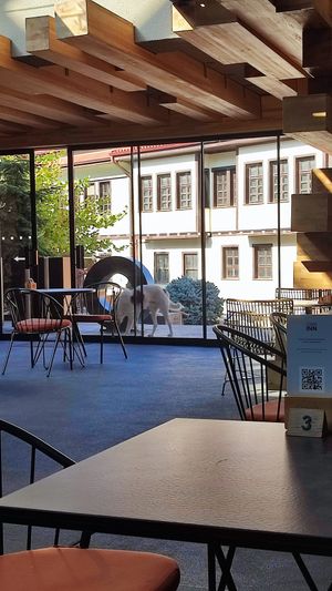 Giant dog outside at OMM INN in Eskisehir