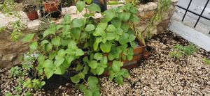 Huerto urbano - This herb is homegrown! at Casa Animal Antiespecista in Playa Del Carmen