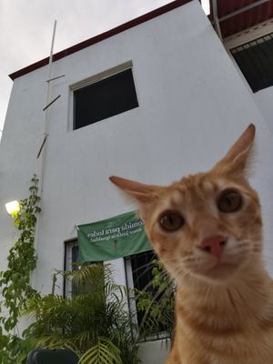 Photobomb! at Casa Animal Antiespecista in Playa Del Carmen